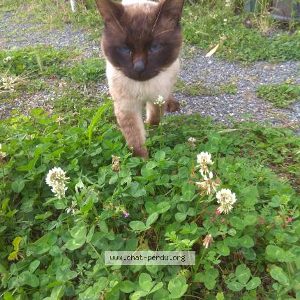 Photo 4/5 Found cat Found in Nachamps