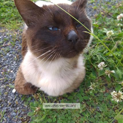 Photo 5/5 Found cat Found in Nachamps