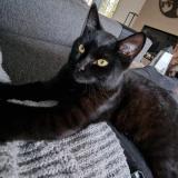 Picture of cat lost at Wepion