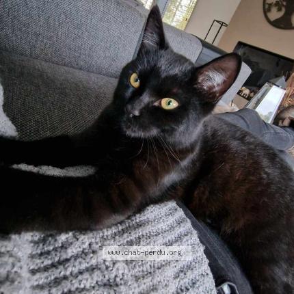 Photo 1/1 Louis Chat lost in Wepion