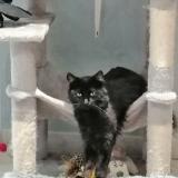 Picture of cat lost at Creon