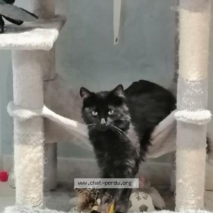 Photo 1/1 Cat reunited Lost in Creon