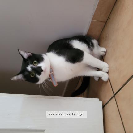 Photo 1/1 Lily Chat lost in Flers en escrebieux