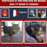 Picture of cat lost at Brie Comte Robert