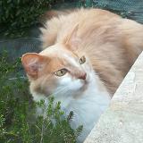 Picture of cat lost at Plescop