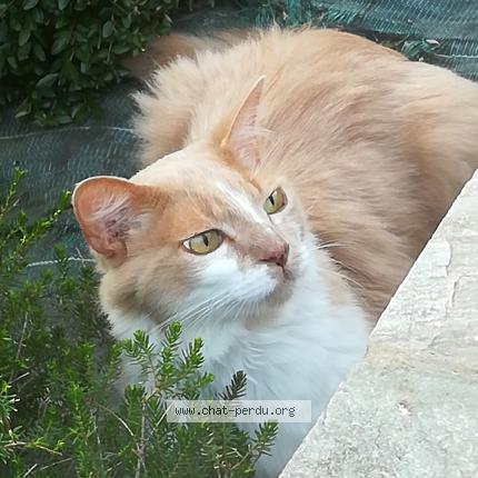 Photo 1/2 Harry Chat lost in Plescop