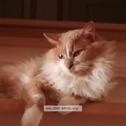 Photo 2/2 Harry Chat lost in Plescop