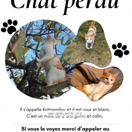 Photo 1/1 Katmandou Chat lost in Nantes