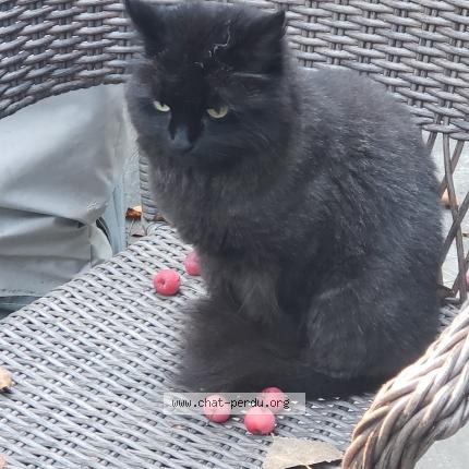 Photo 1/1 Cat reunited Lost in Outremont montreal