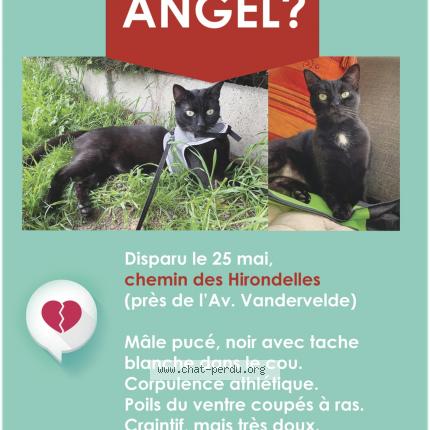 Foto 1/1 Kat teruggevonden Vermist in Waremme