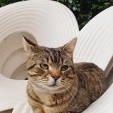 Picture of cat lost at Bethune