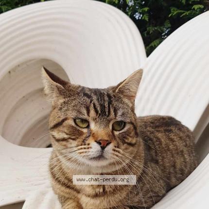 Photo 1/1 Gaston Chat lost in Bethune