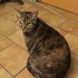 Picture of cat lost at Pau