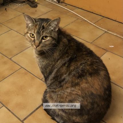 Photo 1/1 Chatonne Chat lost in Pau