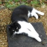 Picture of cat lost at Brelidy