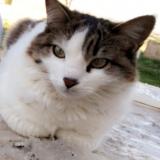 Picture of cat lost at Orleans