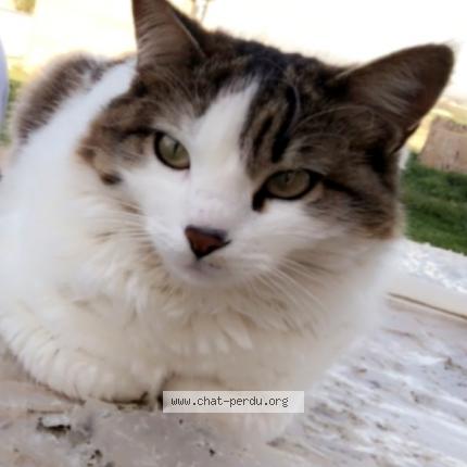 Photo 1/1 Minoucha Chat lost in Orleans