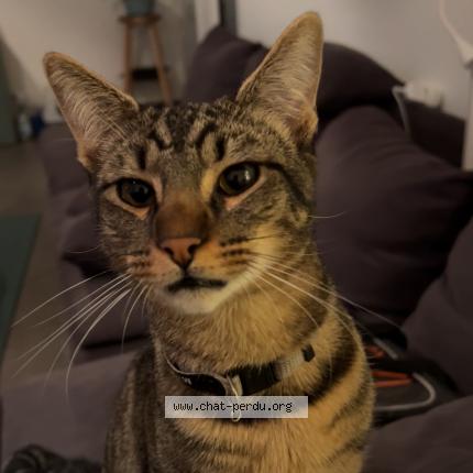 Foto van vermiste kat in Saint Josse Ten Noode