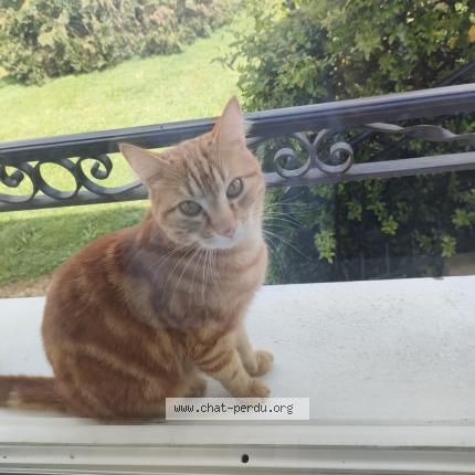 Photo 1/1 Rio Chat lost in Bauge