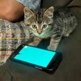 Photo of a cat found in Lima