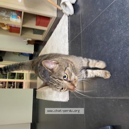 Foto 1/1 Kat teruggevonden Vermist in Ixelles