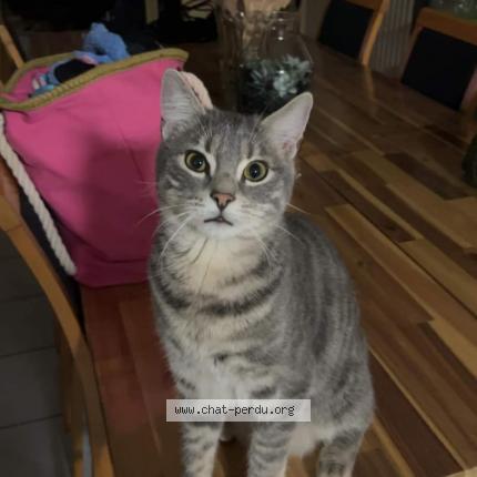 Foto 1/1 Kat teruggevonden Vermist in Saive