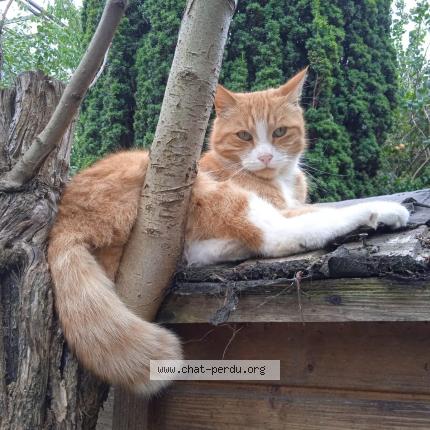 Foto 1/1 Kat teruggevonden Vermist in Bruxelles