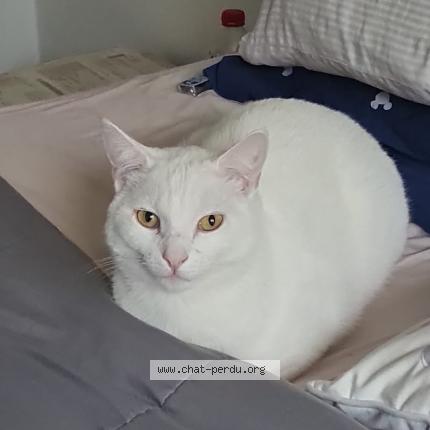 Foto van vermiste kat in Anderlecht