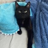 Picture of cat lost at Aigneville