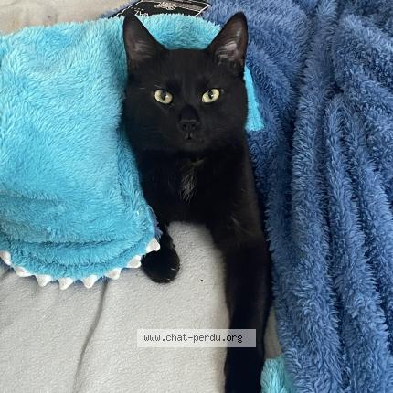 Photo 1/1 Shadow Chat lost in Aigneville