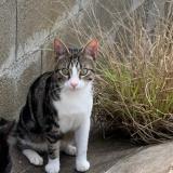 Picture of cat lost at Villefranche De Lauragais