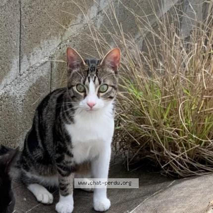 Photo 1/1 Ulko Chat lost in Villefranche de lauragais