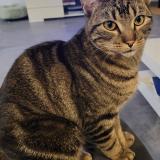 Picture of cat lost at Balaruc Les Bains