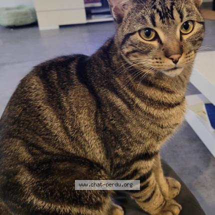 Photo 1/1 Ulysse Chat lost in Balaruc les bains