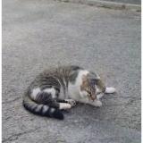 Picture of cat lost at Dammartin En Goele