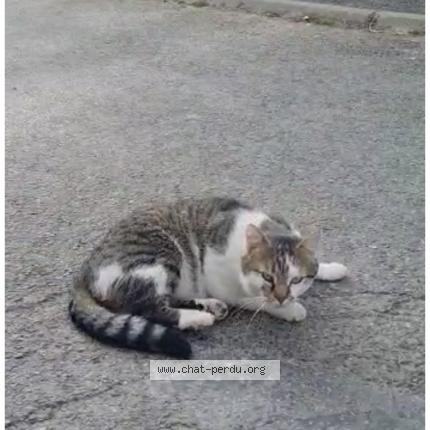 Photo 1/1 Jumper Chat lost in Dammartin en goele