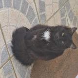 Picture of cat lost at Singly