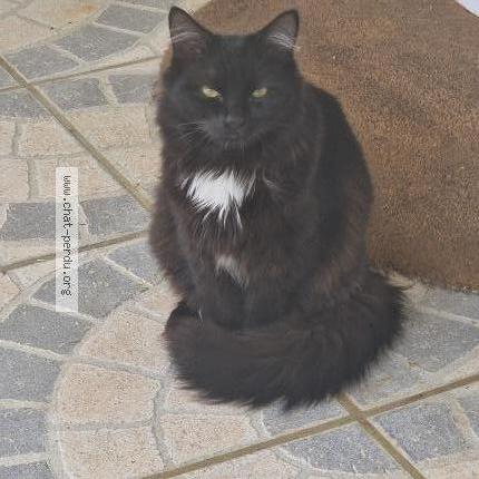 Photo 1/1 Roméo Chat lost in Singly