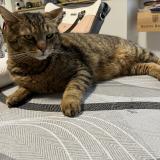 Picture of cat lost at Montville