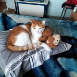 Picture of cat lost at Saint Laurent Sur Mer 14710