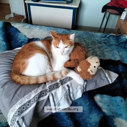 Photo 1/1 Benjy Chat lost in Saint laurent sur mer 14710