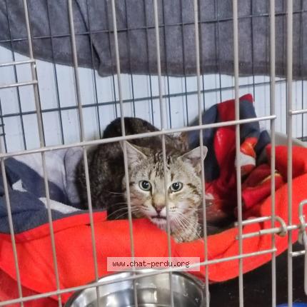 Photo 1/1 Cat reunited Lost in Vaulx en velin