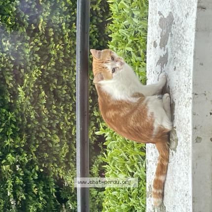 Foto van gevonden kat in Rixensart
