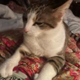 Picture of cat lost at Villele