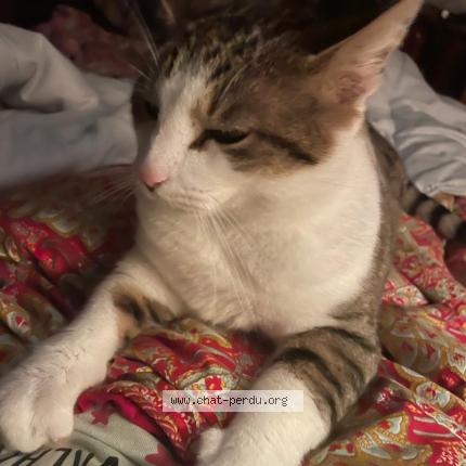 Photo 1/1 Canaille Chat lost in Villele