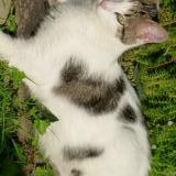 Picture of cat lost at Guemene Penfao