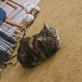 Picture of cat lost at Beauzelle