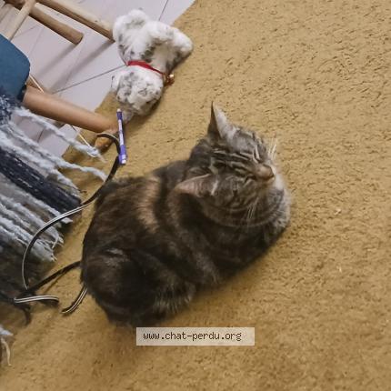 Photo 1/1 Djuna Chat lost in Beauzelle