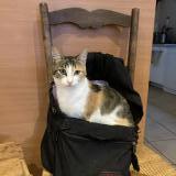 Picture of cat lost at Le Pin En Mauges