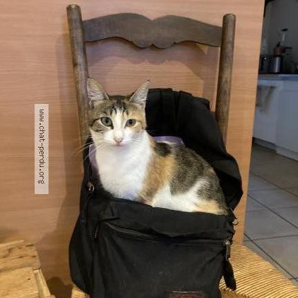 Photo 1/1 Doobie Chat lost in Le pin en mauges